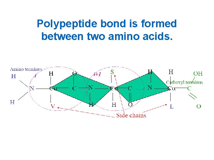 Polypeptide bond is formed between two amino acids. 