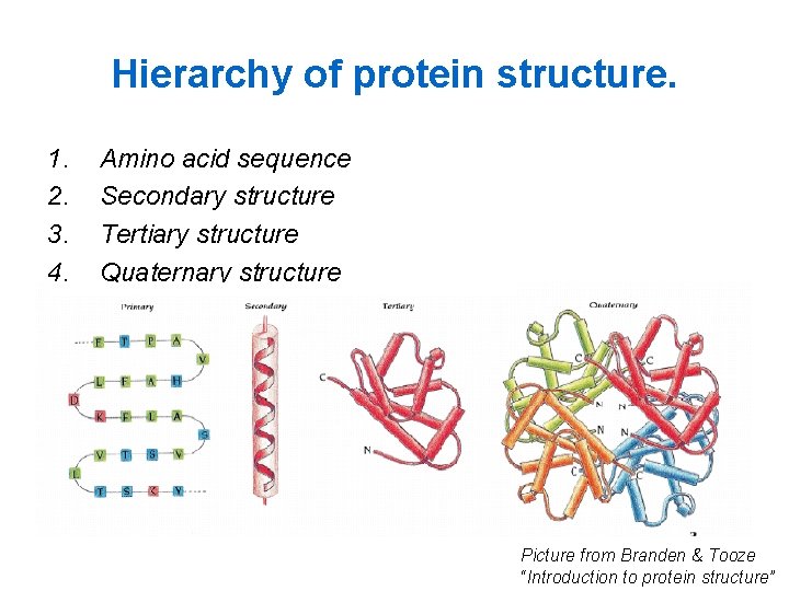 Hierarchy of protein structure. 1. 2. 3. 4. Amino acid sequence Secondary structure Tertiary