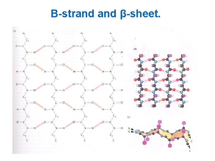 Principles of protein structure and stability Polypeptide bond
