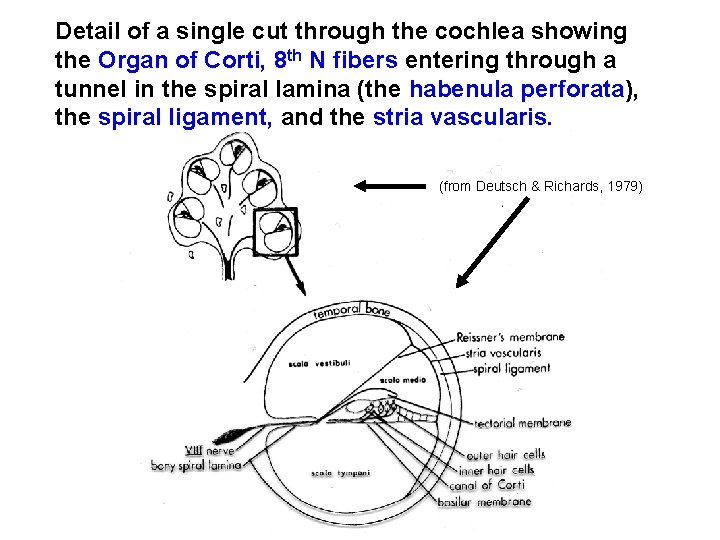 Detail of a single cut through the cochlea showing the Organ of Corti, 8