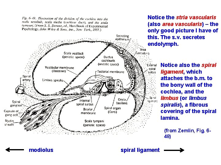 Notice the stria vascularis (also area vascularis) – the only good picture I have