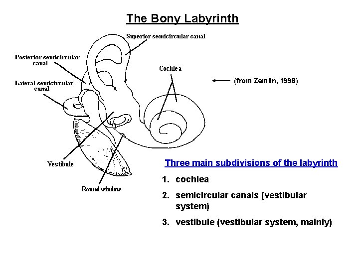 The Bony Labyrinth (from Zemlin, 1998) Three main subdivisions of the labyrinth 1. cochlea