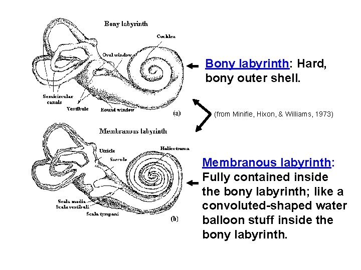 Bony labyrinth: Hard, bony outer shell. (from Minifie, Hixon, & Williams, 1973) Membranous labyrinth: