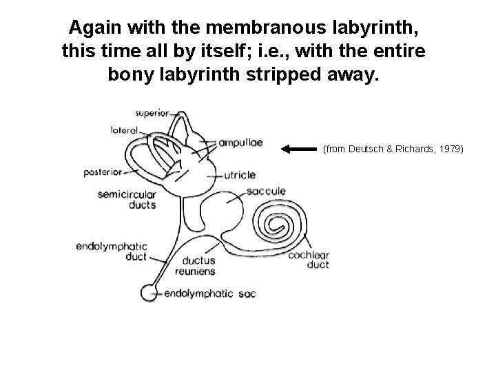 Again with the membranous labyrinth, this time all by itself; i. e. , with