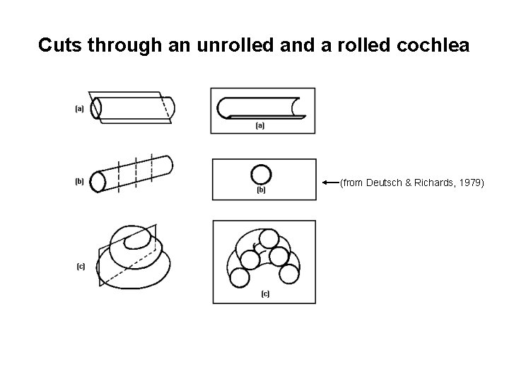Cuts through an unrolled and a rolled cochlea (from Deutsch & Richards, 1979) 