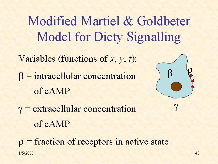 Modified Martiel & Goldbeter Model for Dicty Signalling Variables (functions of x, y, t):