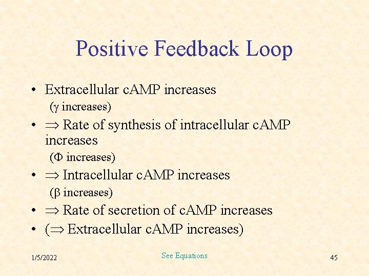 Positive Feedback Loop • Extracellular c. AMP increases ( increases) • Rate of synthesis