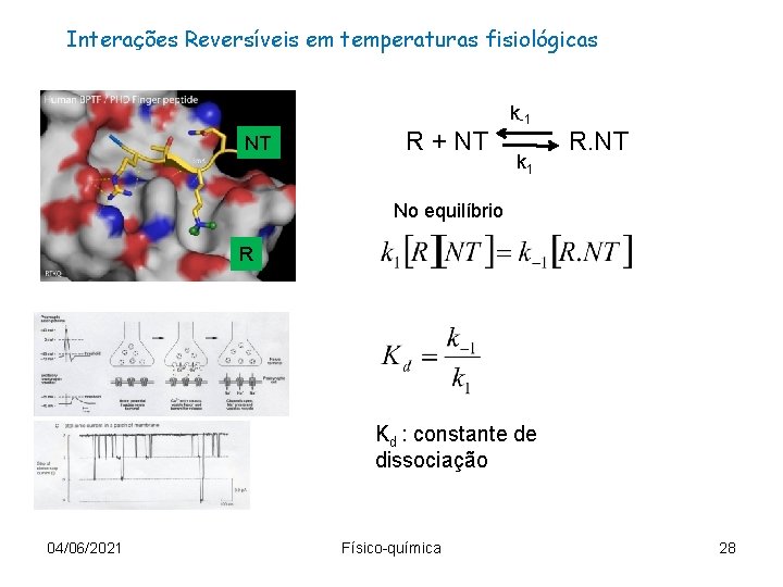 Interações Reversíveis em temperaturas fisiológicas NT R + NT k-1 k 1 R. NT