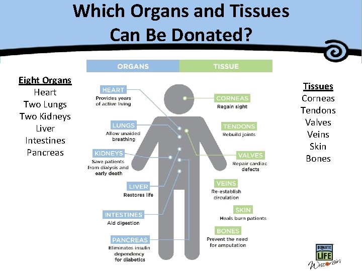 Which Organs and Tissues Can Be Donated? Eight Organs Heart Two Lungs Two Kidneys