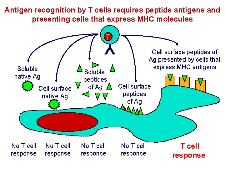 Antigen recognition by T cells requires peptide antigens and presenting cells that express MHC