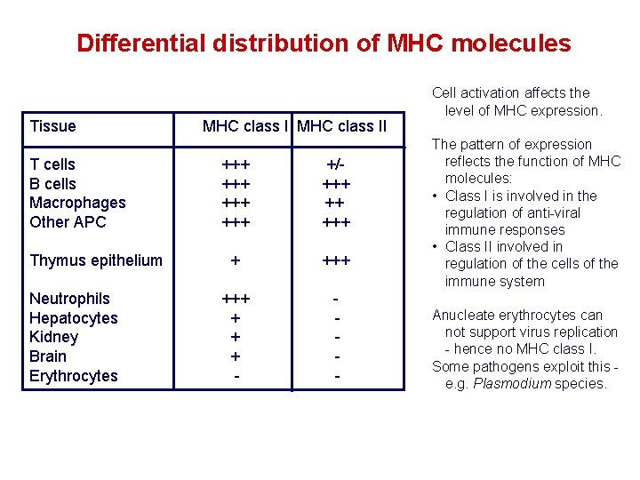 Differential distribution of MHC molecules Tissue T cells B cells Macrophages Other APC Thymus