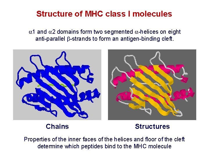 Structure of MHC class I molecules 1 and 2 domains form two segmented -helices