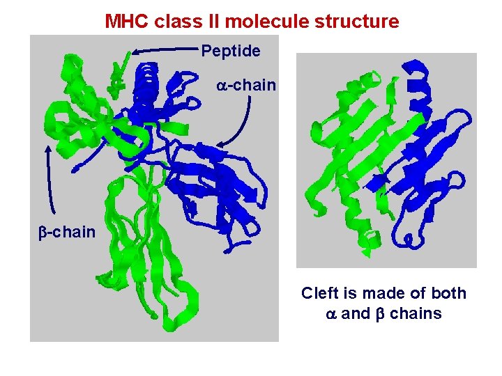 MHC class II molecule structure Peptide a-chain b-chain Cleft is made of both a