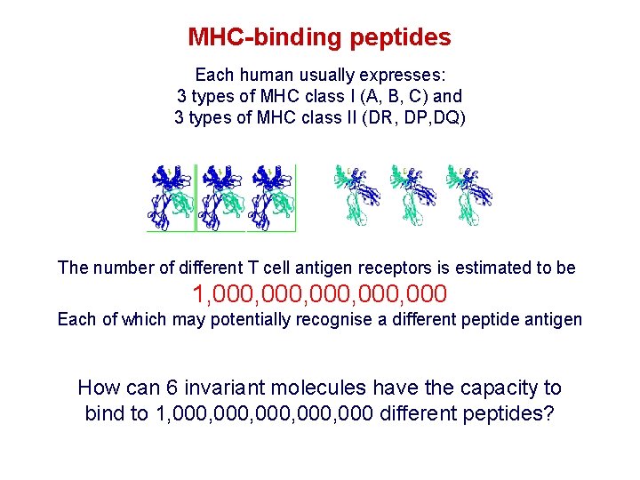 MHC-binding peptides Each human usually expresses: 3 types of MHC class I (A, B,