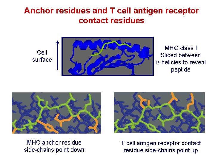 Anchor residues and T cell antigen receptor contact residues Cell surface MHC anchor residue