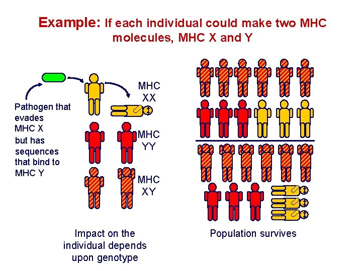 Example: If each individual could make two MHC molecules, MHC X and Y Pathogen