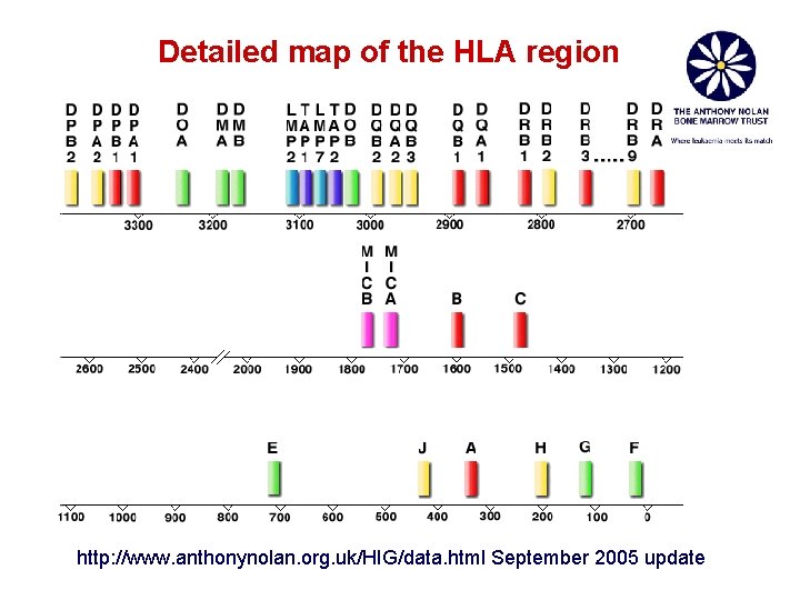 Detailed map of the HLA region http: //www. anthonynolan. org. uk/HIG/data. html September 2005