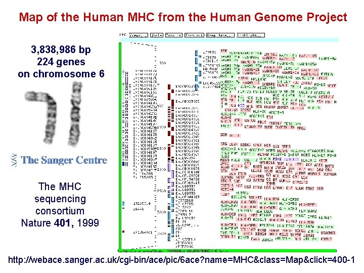 Map of the Human MHC from the Human Genome Project 3, 838, 986 bp