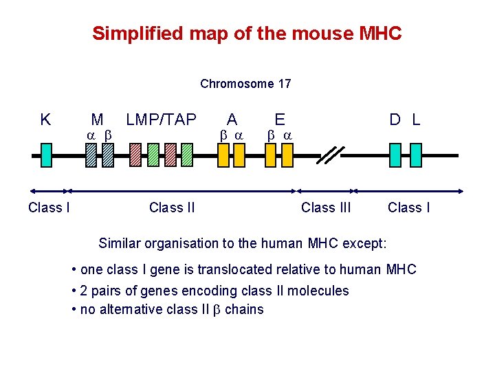 Simplified map of the mouse MHC Chromosome 17 K Class I M LMP/TAP Class