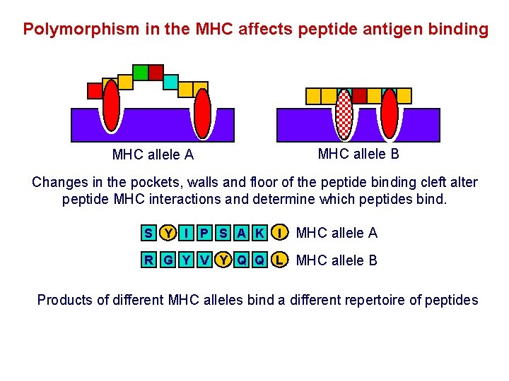 Polymorphism in the MHC affects peptide antigen binding MHC allele B MHC allele A