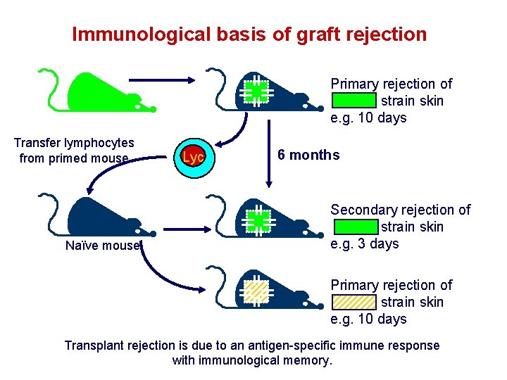 Immunological basis of graft rejection Primary rejection of strain skin e. g. 10 days