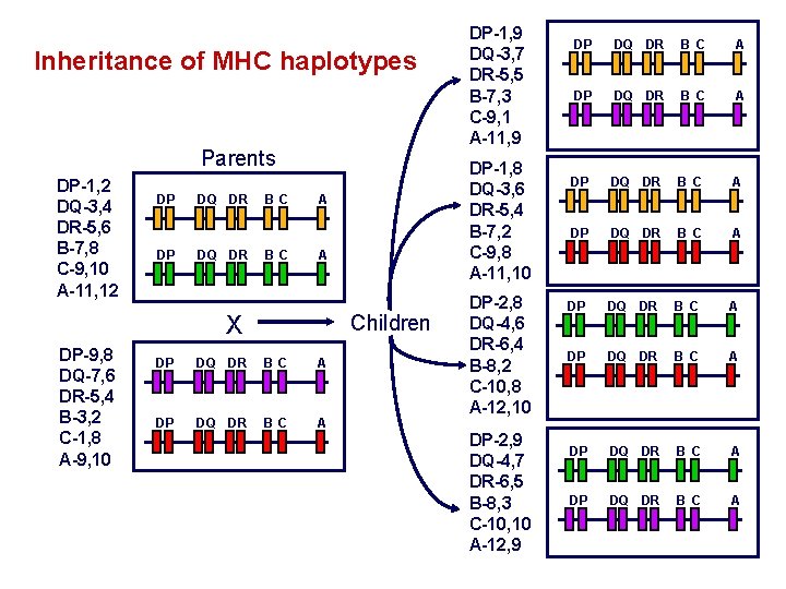 Inheritance of MHC haplotypes Parents DP-1, 2 DQ-3, 4 DR-5, 6 B-7, 8 C-9,