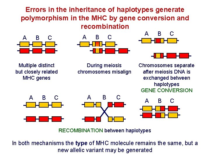 Errors in the inheritance of haplotypes generate polymorphism in the MHC by gene conversion