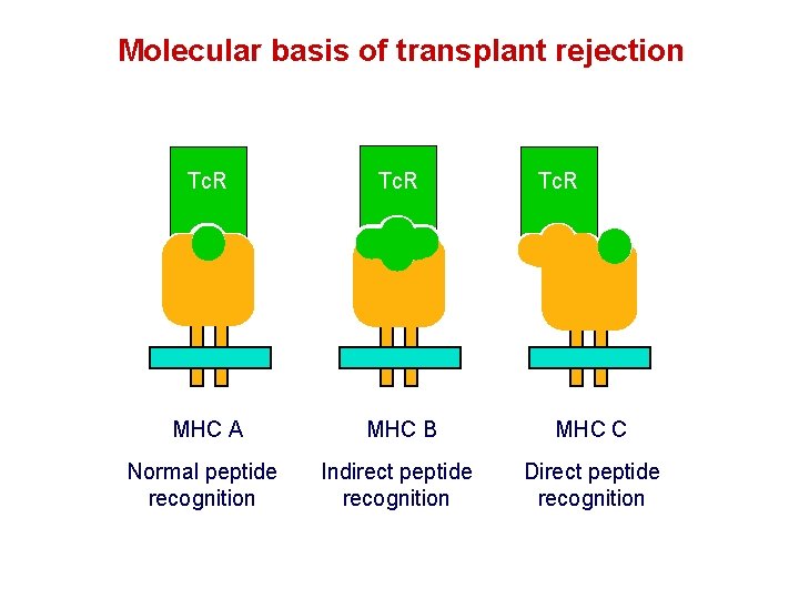Molecular basis of transplant rejection Tc. R MHC A MHC B MHC C Normal