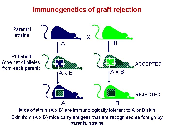 Immunogenetics of graft rejection Parental strains A F 1 hybrid (one set of alleles