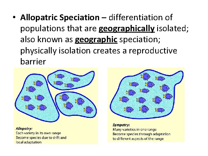  • Allopatric Speciation – differentiation of populations that are geographically isolated; also known