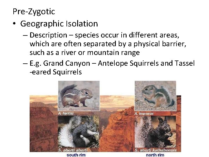 Pre-Zygotic • Geographic Isolation – Description – species occur in different areas, which are