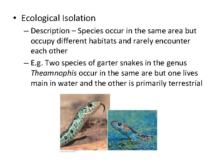  • Ecological Isolation – Description – Species occur in the same area but