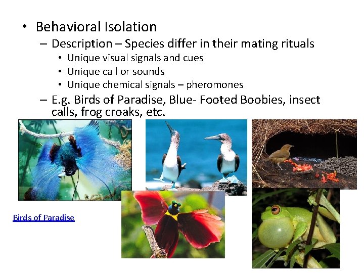  • Behavioral Isolation – Description – Species differ in their mating rituals •