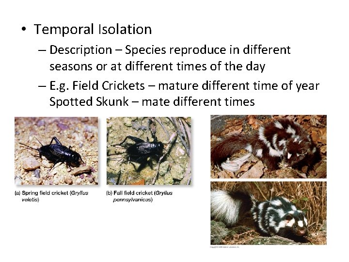  • Temporal Isolation – Description – Species reproduce in different seasons or at