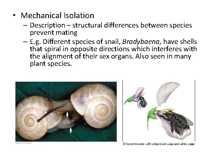  • Mechanical Isolation – Description – structural differences between species prevent mating –