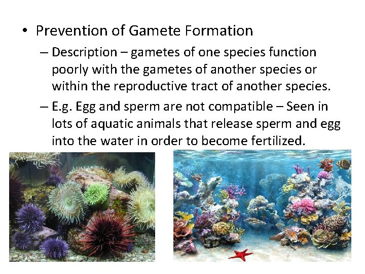  • Prevention of Gamete Formation – Description – gametes of one species function