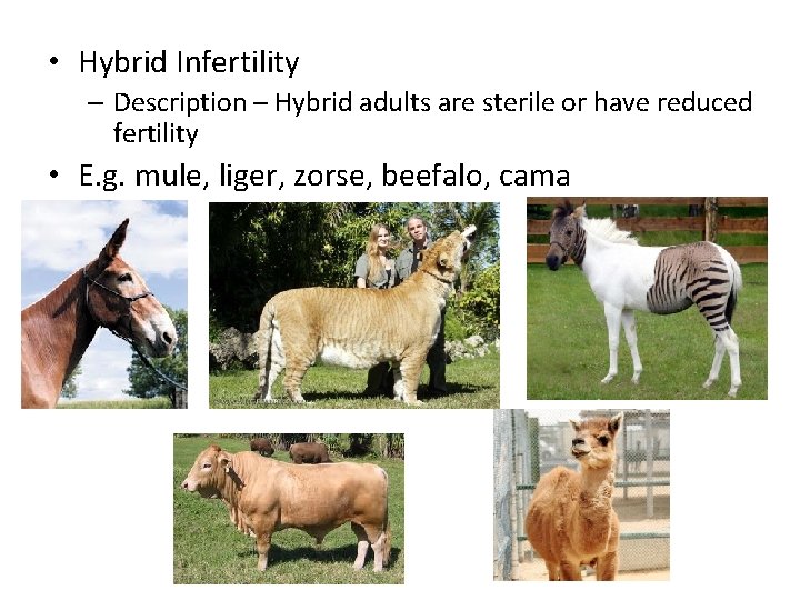  • Hybrid Infertility – Description – Hybrid adults are sterile or have reduced