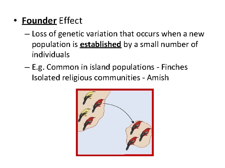  • Founder Effect – Loss of genetic variation that occurs when a new