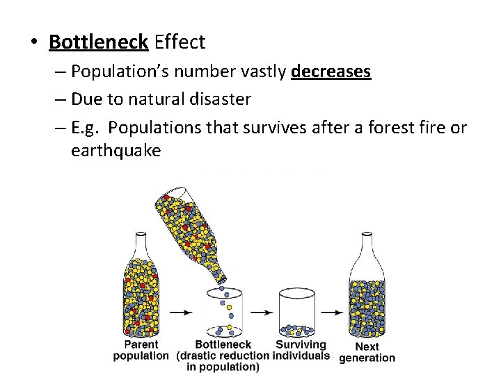  • Bottleneck Effect – Population’s number vastly decreases – Due to natural disaster