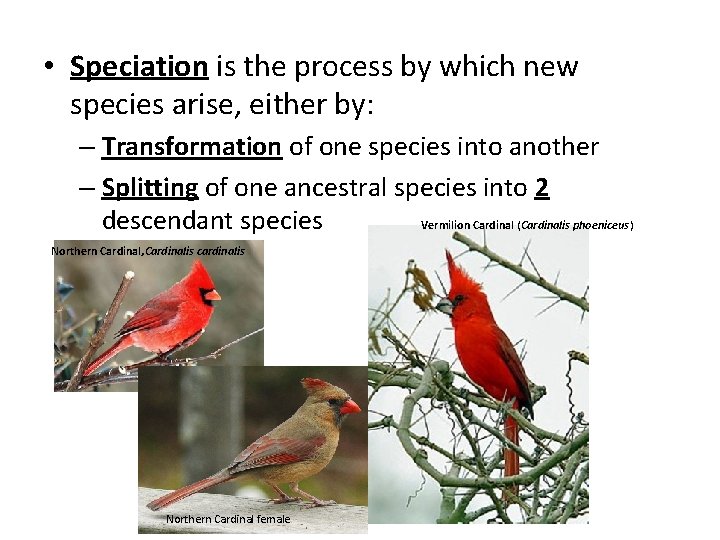  • Speciation is the process by which new species arise, either by: –