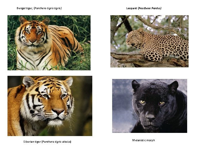 Bengal tiger, (Panthera tigris) Siberian tiger (Panthera tigris altaica) Leopard (Panthera Pardus) Melanistic morph