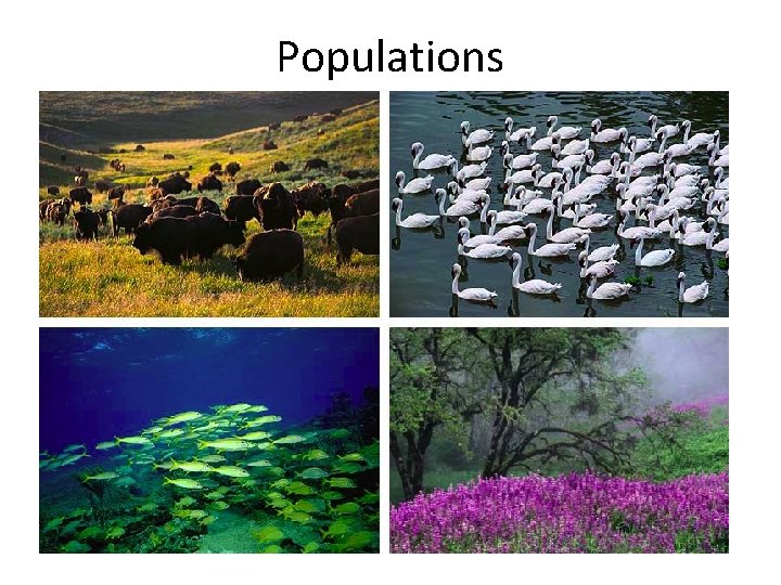Populations 