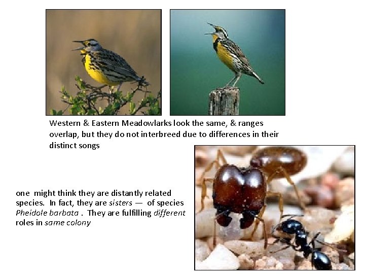 Western & Eastern Meadowlarks look the same, & ranges overlap, but they do not