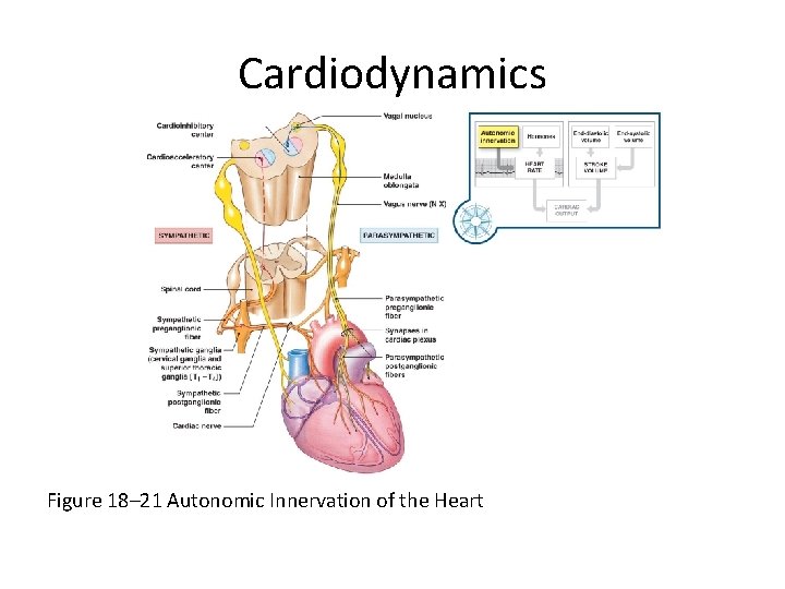 Cardiodynamics Figure 18– 21 Autonomic Innervation of the Heart 