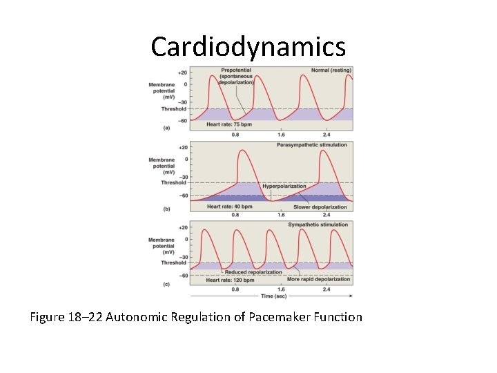Cardiodynamics Figure 18– 22 Autonomic Regulation of Pacemaker Function 