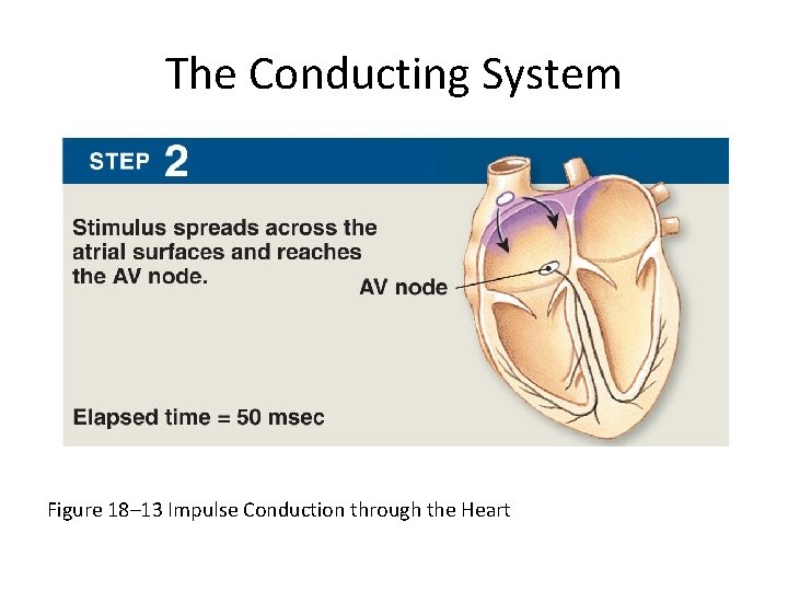The Conducting System Figure 18– 13 Impulse Conduction through the Heart 