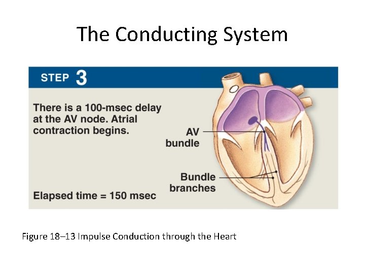 The Conducting System Figure 18– 13 Impulse Conduction through the Heart 