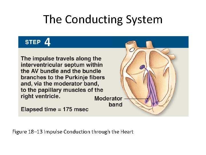 The Conducting System Figure 18– 13 Impulse Conduction through the Heart 