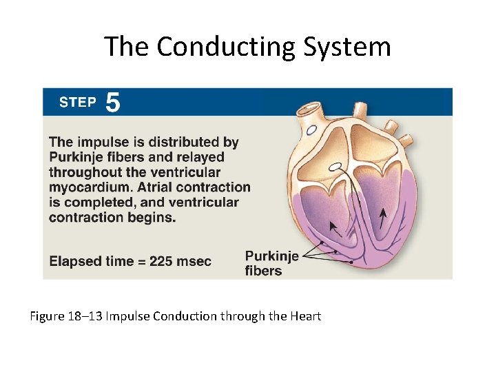 The Conducting System Figure 18– 13 Impulse Conduction through the Heart 