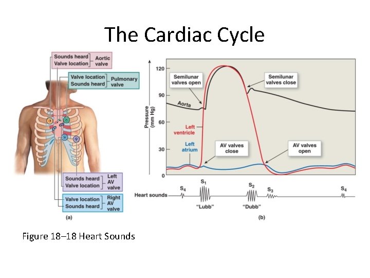 The Cardiac Cycle Figure 18– 18 Heart Sounds 